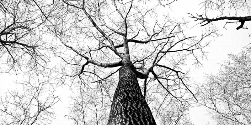 Genealogy
