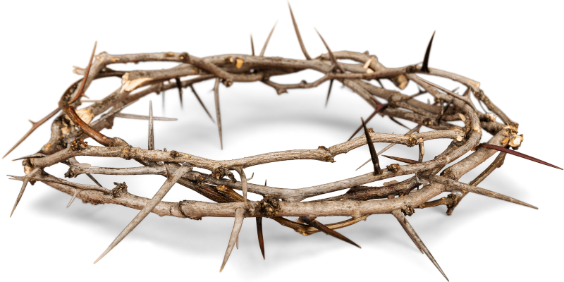 crown of thorns