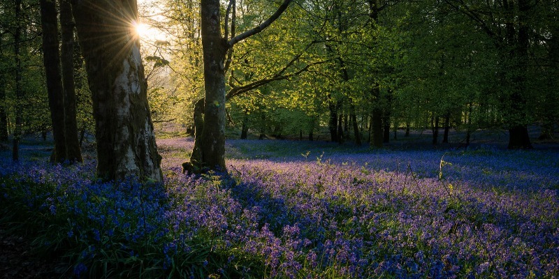 bluebells