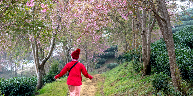 Walking in blossom
